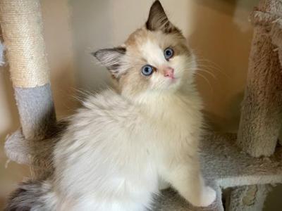 Jason - Ragdoll - Gallery Photo #1