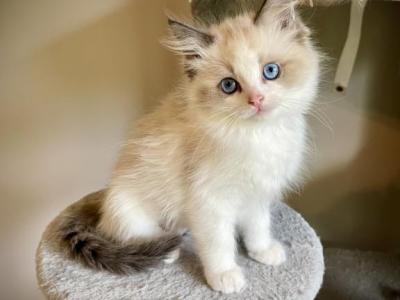 Joybi - Ragdoll - Gallery Photo #1