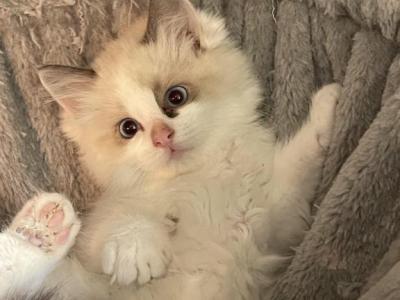 Jay - Ragdoll - Gallery Photo #1