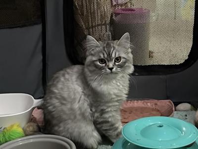 Silver Persian Boy - Persian - Gallery Photo #1