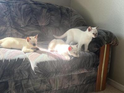 Purebred World Class And Registered Siamese Kitte - Siamese - Gallery Photo #1