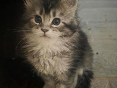 Elena Reserved - Maine Coon - Gallery Photo #1