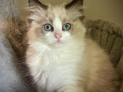 Samantha - Ragdoll - Gallery Photo #1