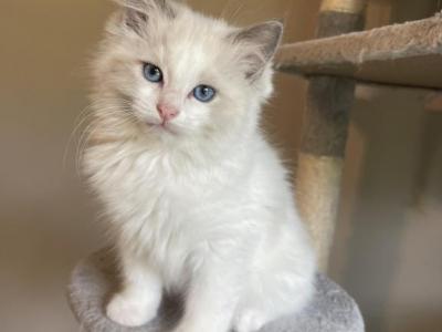 Spirit - Ragdoll - Gallery Photo #1