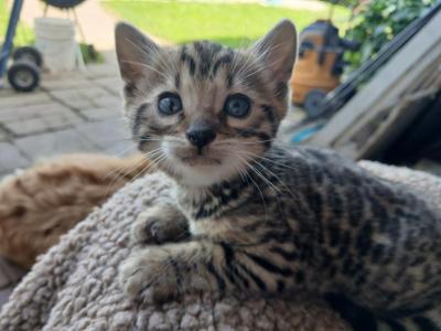 Patty's Litter - Bengal - Gallery Photo #1