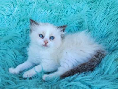 Beautiful Purebred Ragdoll Kittens - Ragdoll - Gallery Photo #1