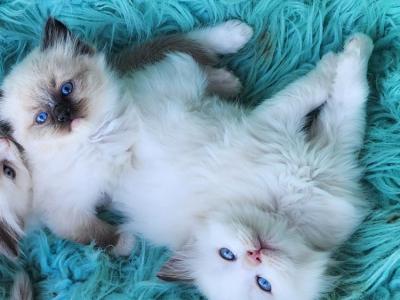 Purebred Ragdoll Kittens - Ragdoll - Gallery Photo #1