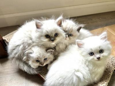 Early Summer - Ragdoll - Gallery Photo #1