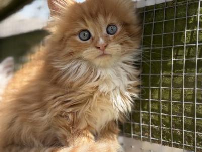 Mary Jane - Maine Coon - Gallery Photo #1