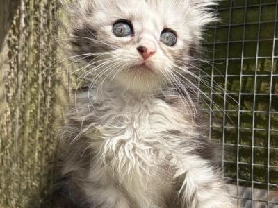 Lois Lane - Maine Coon - Gallery Photo #1