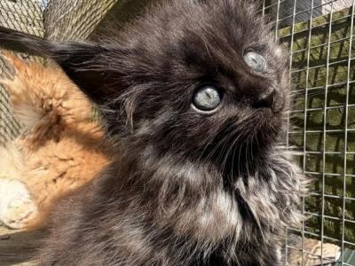 Black Smoke Maine Coon Kitten - Maine Coon - Gallery Photo #1