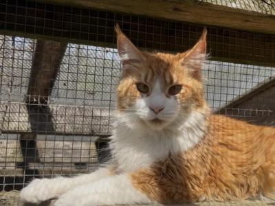 Ivy Rain - Maine Coon - Gallery Photo #1