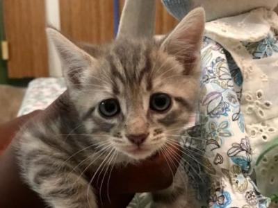 Tiger - Domestic - Gallery Photo #1