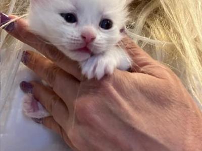 NEWBORNS Boy Like ISOBELLA - Ragdoll - Gallery Photo #1
