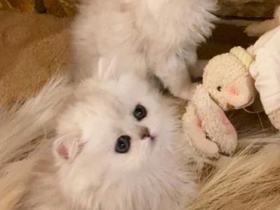 Beautiful Persian Kittens - Persian - Gallery Photo #1