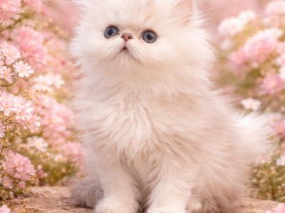 Beautiful Persian Kittens - Persian - Gallery Photo #1