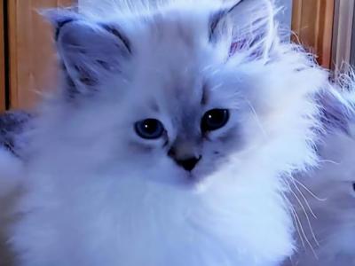 TIPPY - Siberian - Gallery Photo #1