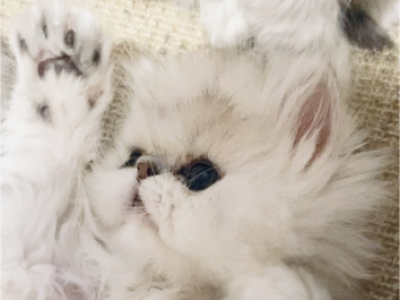 Shaded Silver Persian Beauty - Persian - Gallery Photo #1