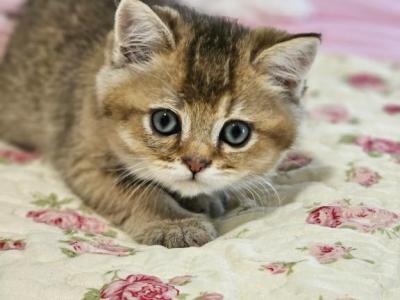 Hermes - British Shorthair - Gallery Photo #1