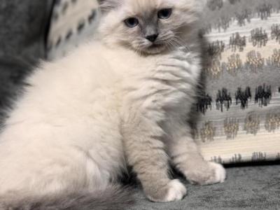 No Name - Siberian - Gallery Photo #1