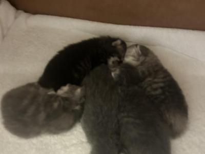 Maddie Mac Litter 3 Week 2 - Scottish Fold - Gallery Photo #1