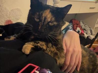 Poot - Domestic - Gallery Photo #1