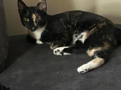 Bones - Domestic - Gallery Photo #1