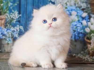 Umar - British Shorthair - Gallery Photo #1