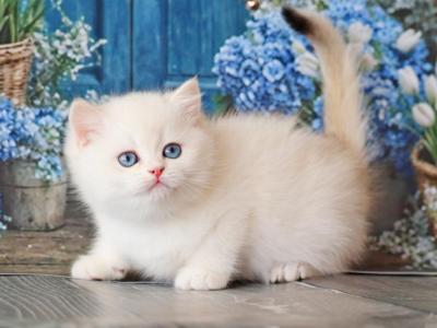 Ustin - British Shorthair - Gallery Photo #1