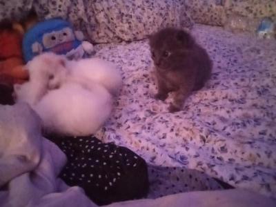 No Name Yet - American Shorthair - Gallery Photo #1