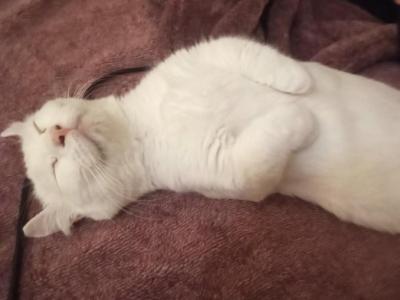 Olaf - Munchkin - Gallery Photo #1