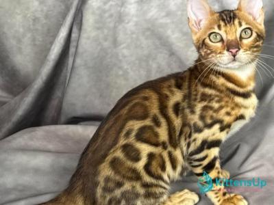 Fendi - Bengal - Gallery Photo #1