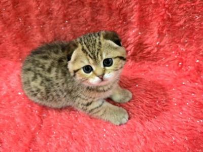 Mia - Scottish Fold - Gallery Photo #1