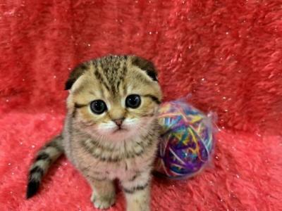 Mia2 - Scottish Straight - Gallery Photo #1