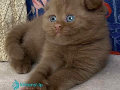 Mimi - Scottish Fold - Gallery Photo #1