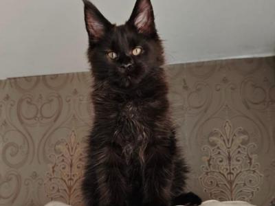 Megumi - Maine Coon - Gallery Photo #1
