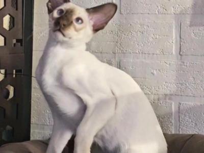 Ostin - Siamese - Gallery Photo #1