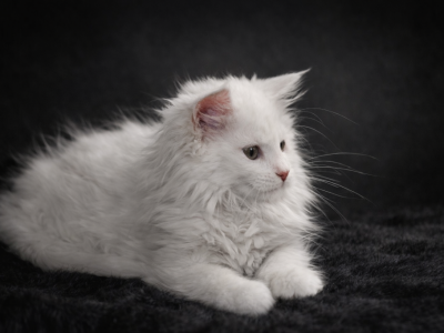 White Maine Coon Female - Maine Coon - Gallery Photo #1