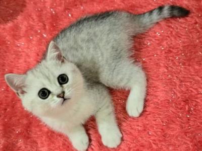 Lyna - Scottish Fold - Gallery Photo #1