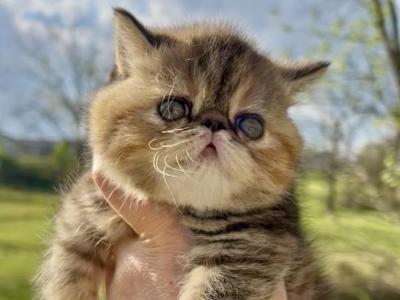 Penny CFA Exotic Persian Female - Exotic - Gallery Photo #1