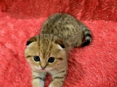Leo - Scottish Fold - Gallery Photo #1