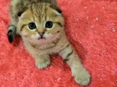 Lio - Scottish Straight - Gallery Photo #1