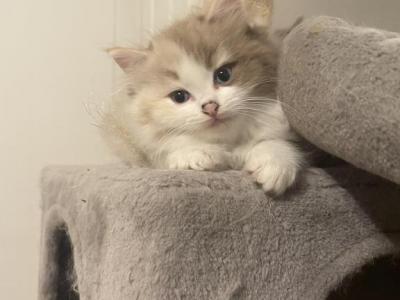 StellaStars - Ragdoll - Gallery Photo #1