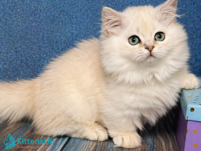 Pamela - Munchkin - Gallery Photo #1