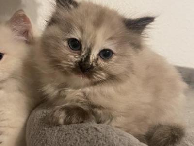 Stellastars4 - Ragdoll - Gallery Photo #1