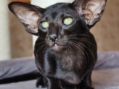 Balvenie - Oriental - Gallery Photo #1