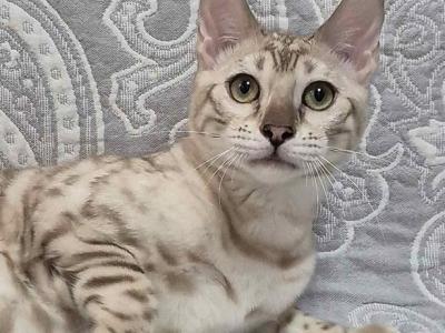 Flora - Bengal - Gallery Photo #1