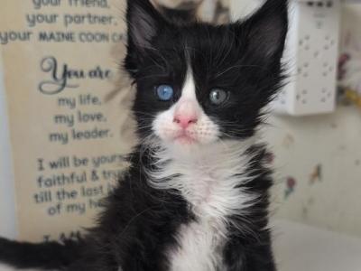 Oxy - Maine Coon - Gallery Photo #1