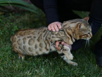 Elvis - Bengal - Gallery Photo #1