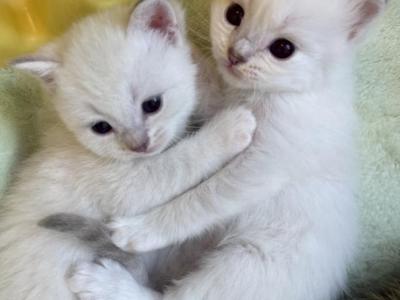 British White Point - British Shorthair - Gallery Photo #1